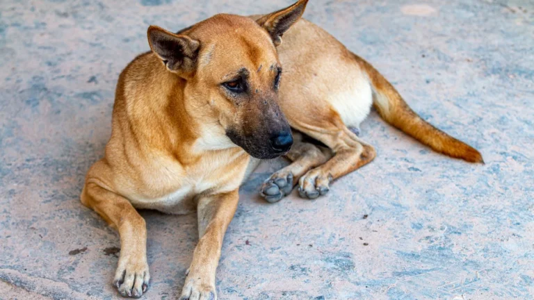 Calming an Anxious Dog at Mealtimes: Practical Steps That Help