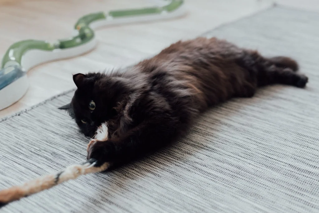 Fluffy black cat stretched out playing with a rope toy