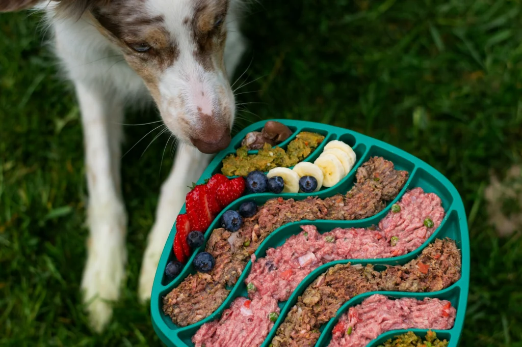 Border Collie eating from a slow feeder mat on the grass