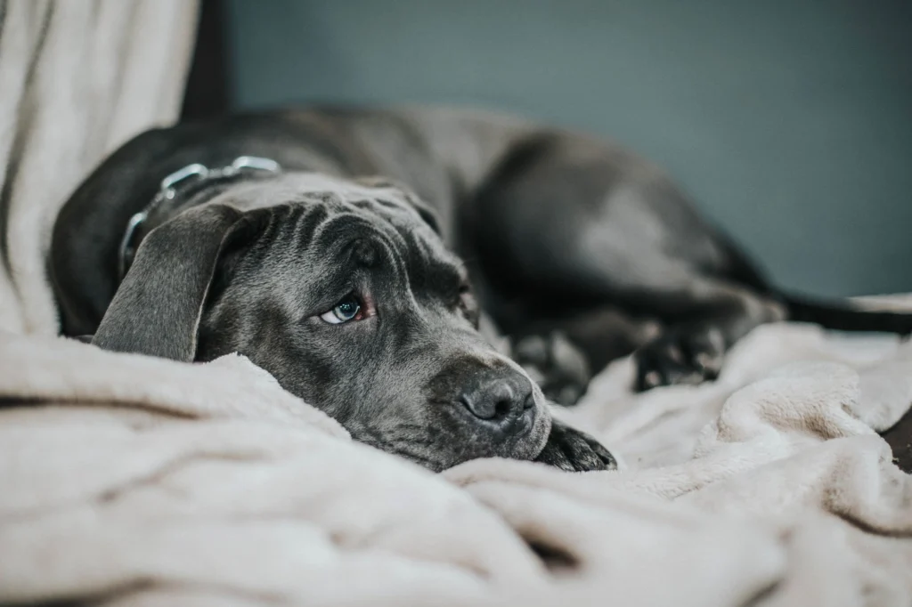 Bored gray dog lying on a blanket waiting for something to do