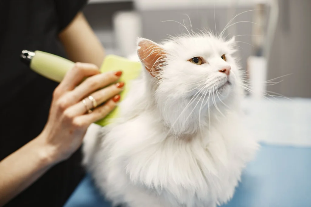 Owner brushing a long-haired white cat to reduce loose fur and hairballs