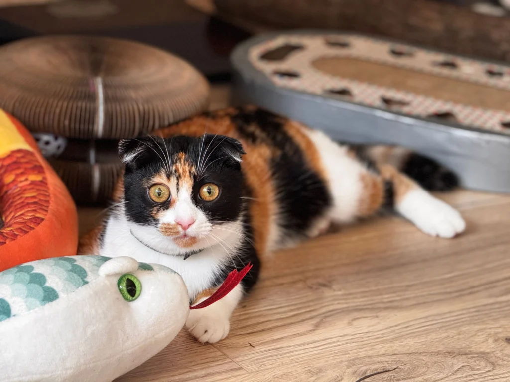 Calico cat lying on the floor playing with a toy indoors