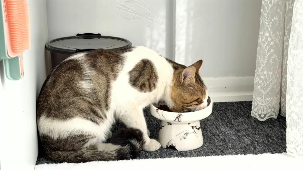 Cat Puzzle Feeders: How to Beat Boredom and Slow Down Fast Eaters