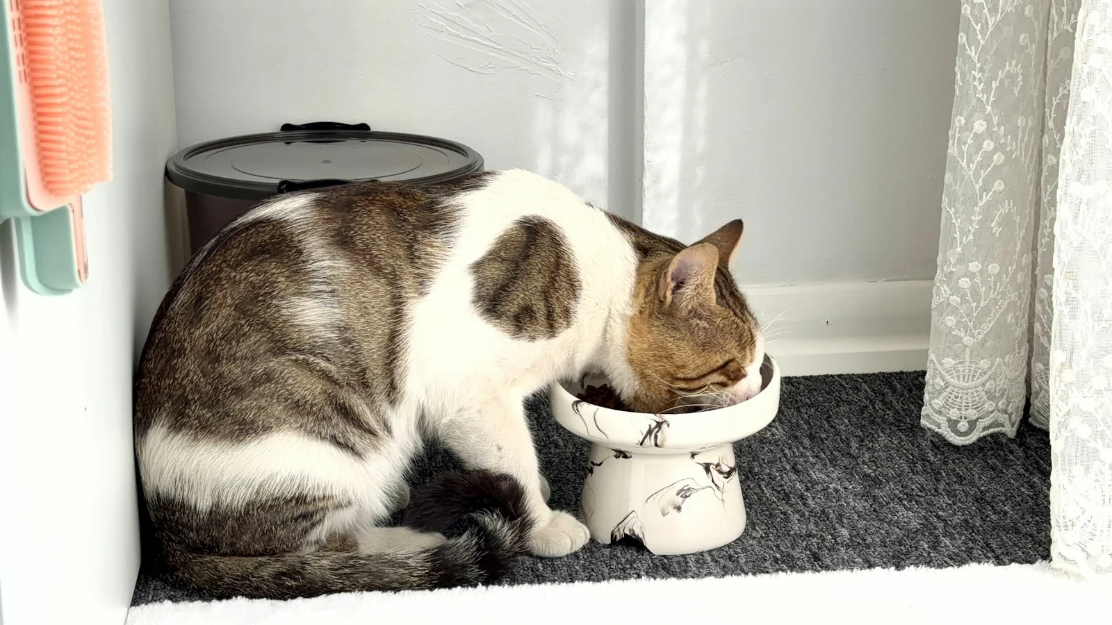 Cat Puzzle Feeders: How to Beat Boredom and Slow Down Fast Eaters