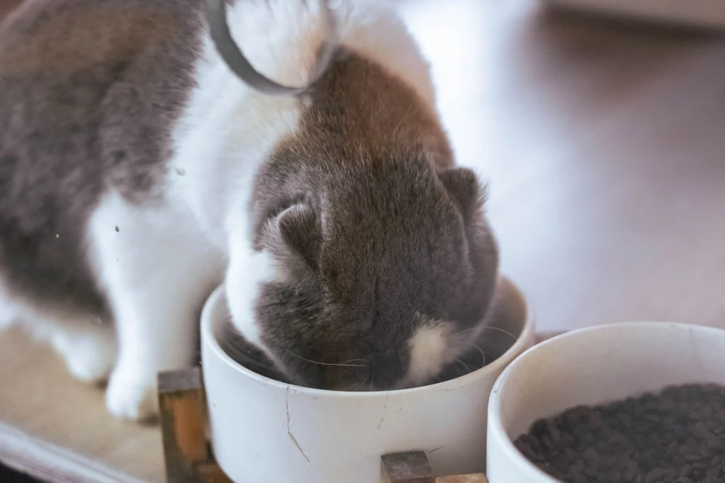 Grey and white cat with its head down in a ceramic food bowl