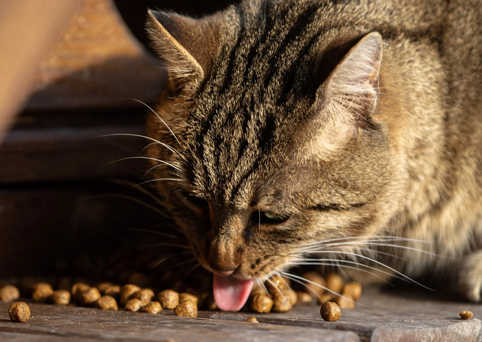 Why Does My Cat Throw Up After Eating? Causes and How to Help