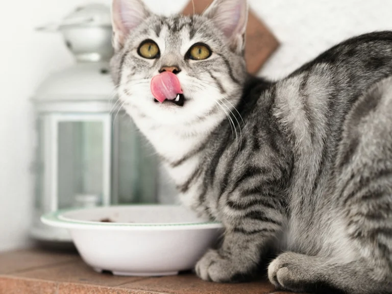Feeding Senior Cats: Gentle Mealtime Solutions for Aging Joints, Teeth, and Minds