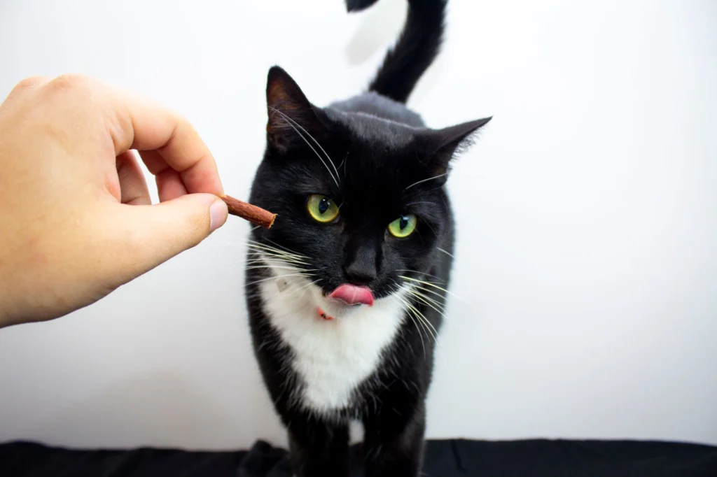 Black and white cat licking its lips as it is offered a treat