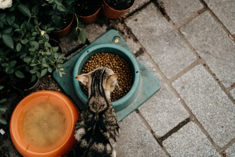Slow Feeders for Cats (2026 Complete Guide)