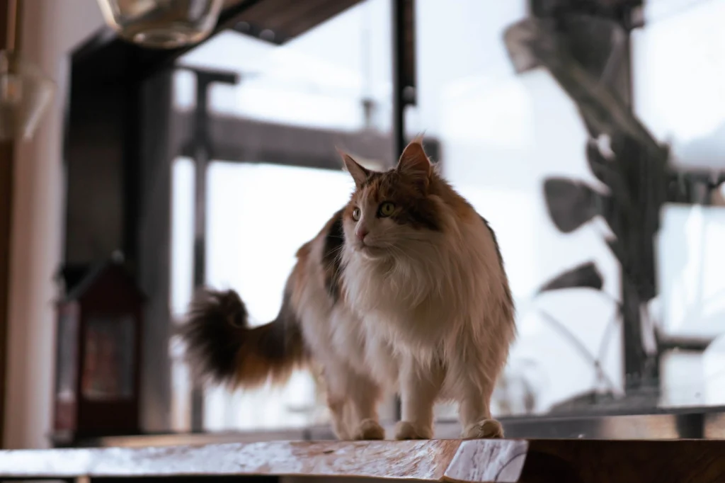 Long-haired cat standing in a calm, quiet corner of the kitchen