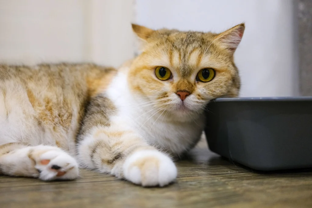 Round-faced calico cat lying on the floor beside its food bowl