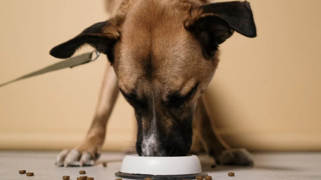 Why Does My Dog Throw Up After Eating? Causes and How Slow Feeders Help