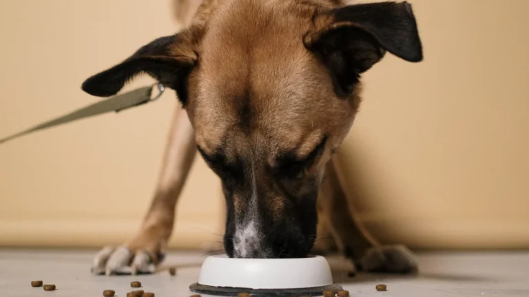 Why Does My Dog Throw Up After Eating? Causes and How Slow Feeders Help