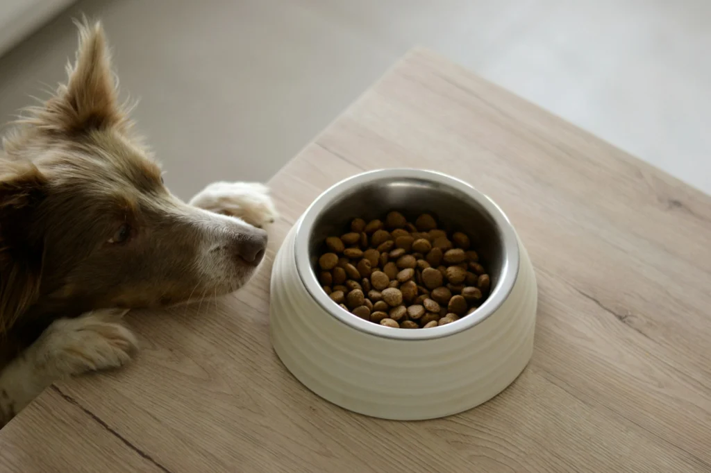 Dog eating dry kibble quickly from a white bowl
