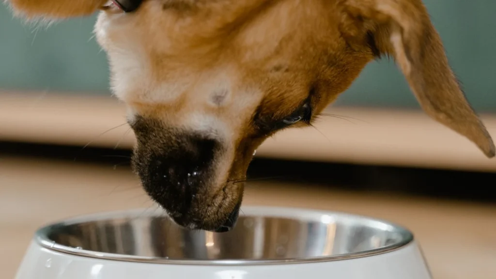 How Do Slow Feeder Bowls Actually Work? (And Why They Help)