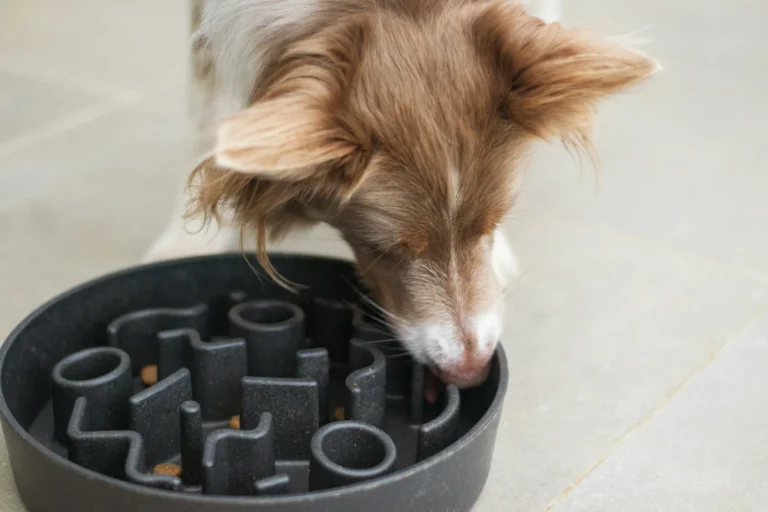 Puzzle Feeders for Dogs: How They Beat Boredom and Bad Behavior