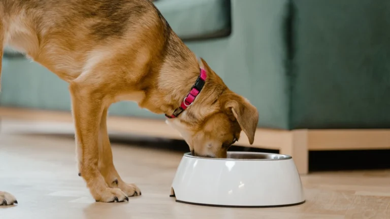 Can a Slow Feeder Help My Dog Lose Weight? Portion Control That Works