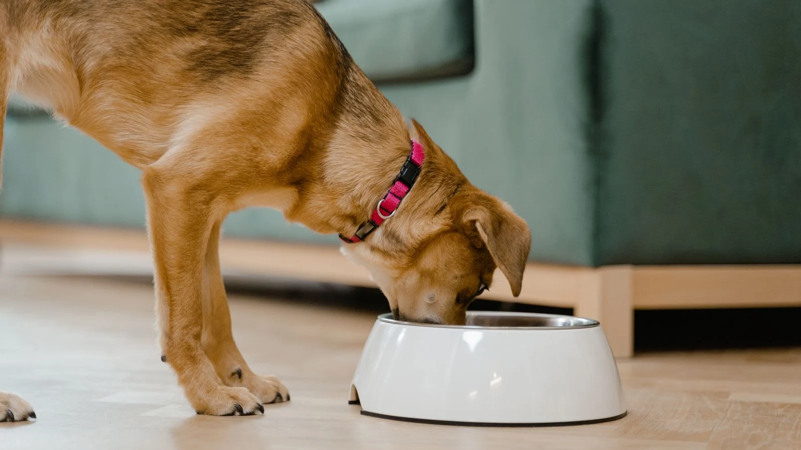 Can a Slow Feeder Help My Dog Lose Weight? Portion Control That Works