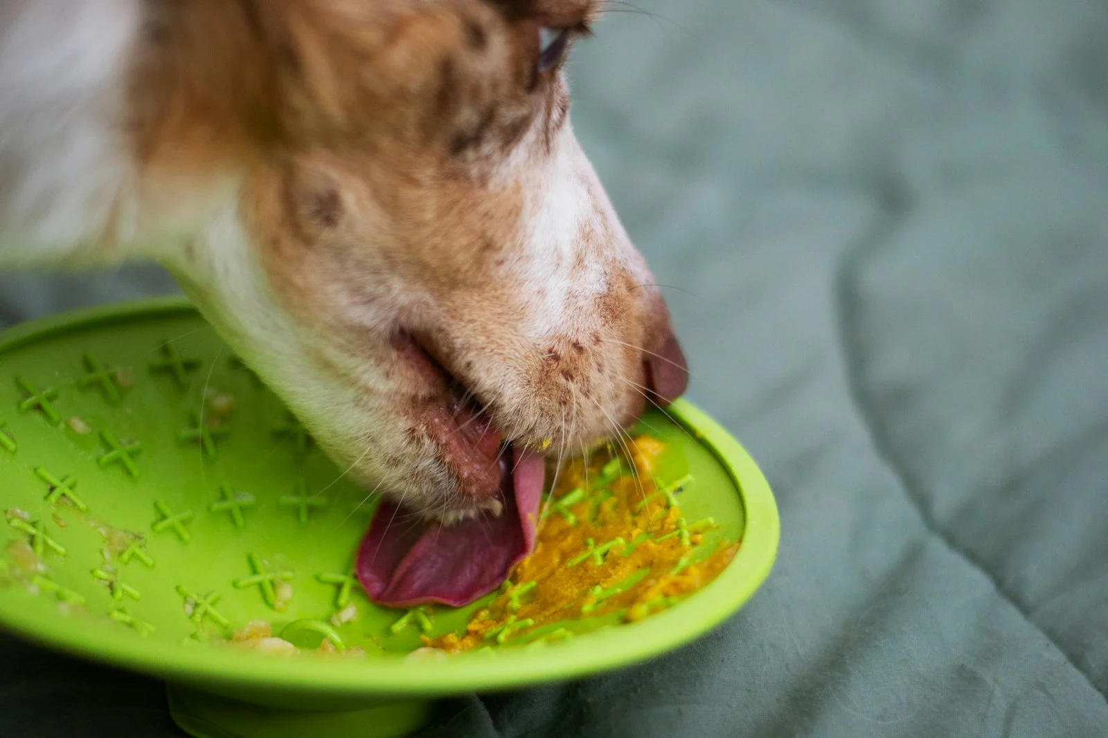 How Lick Mats Calm Anxious Dogs (Vet Visits, Grooming & Fireworks)