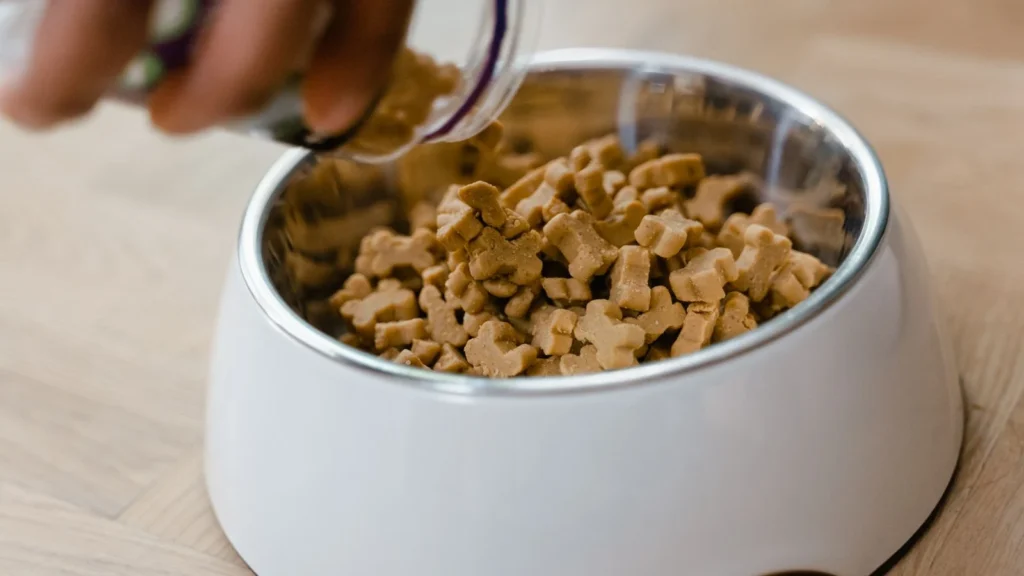 Portion Control 101 for Dogs: How Much Should You Feed?