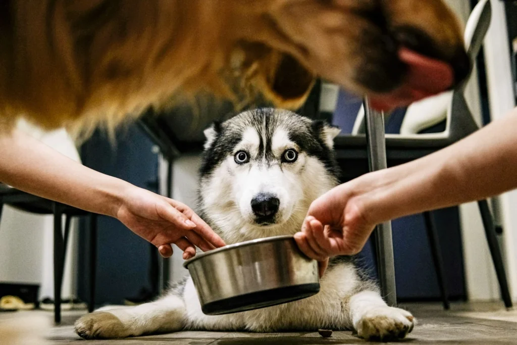 Owner feeding a dog a portioned meal from a bowl