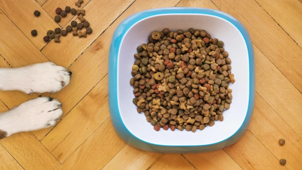 Silicone vs Plastic vs Stainless Steel: Which Feeder Is Best?