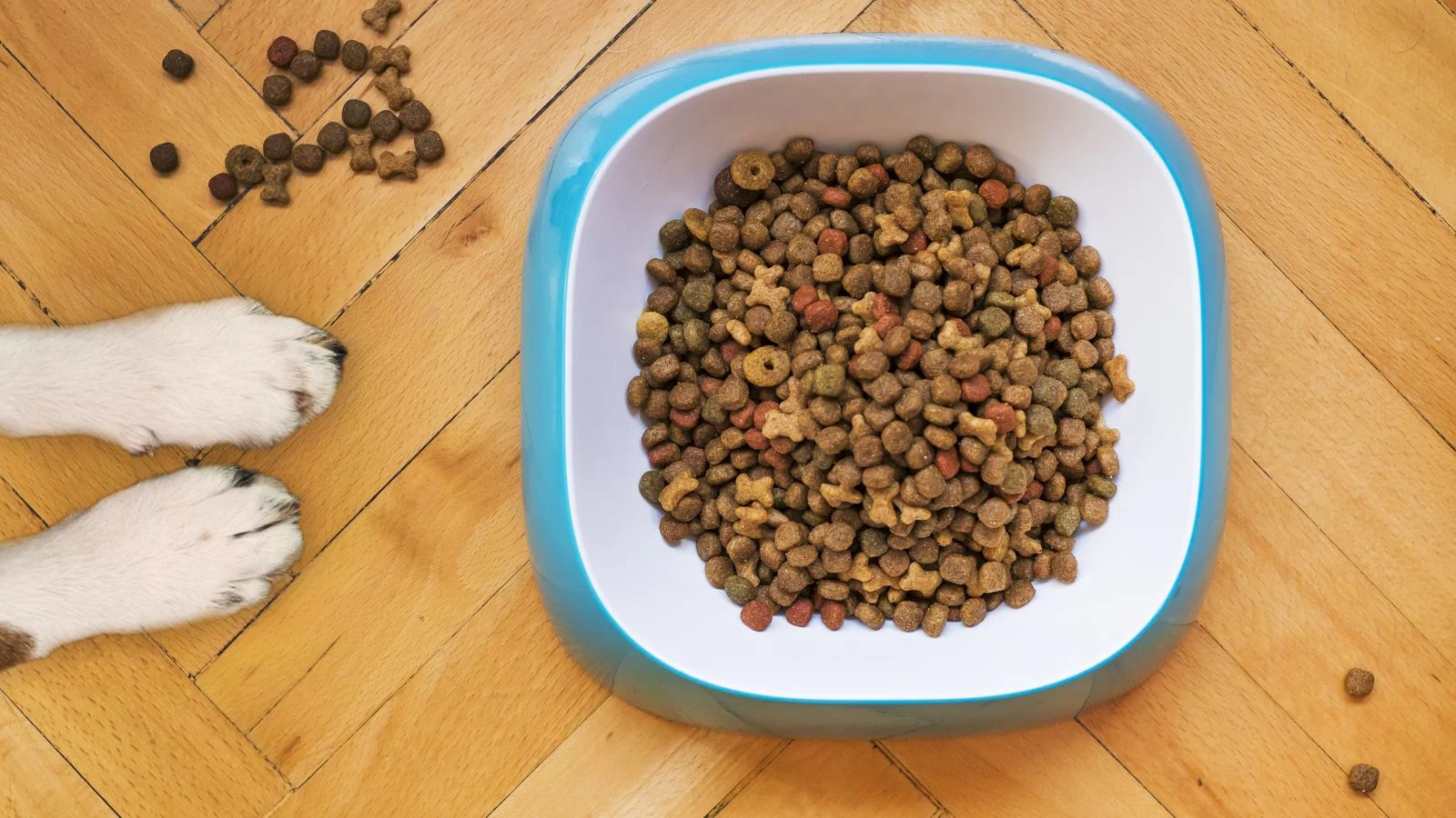 Silicone vs Plastic vs Stainless Steel: Which Feeder Is Best?