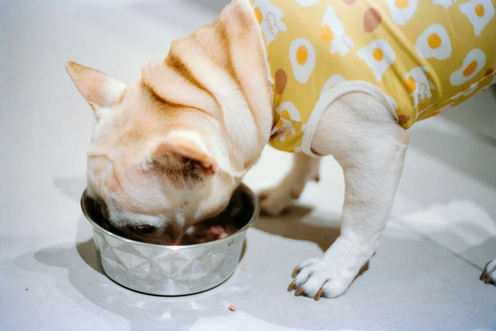 Best Slow Feeder Bowls for Flat-Faced Dogs (Pugs, Bulldogs & Frenchies)