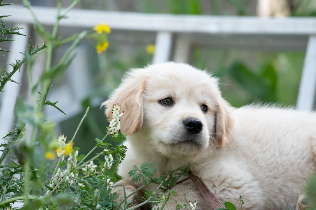 Golden retriever puppy lying in the garden