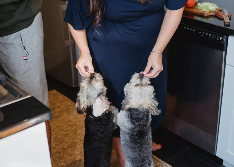 How to Introduce Your Dog to a Slow Feeder Bowl (Step-by-Step)