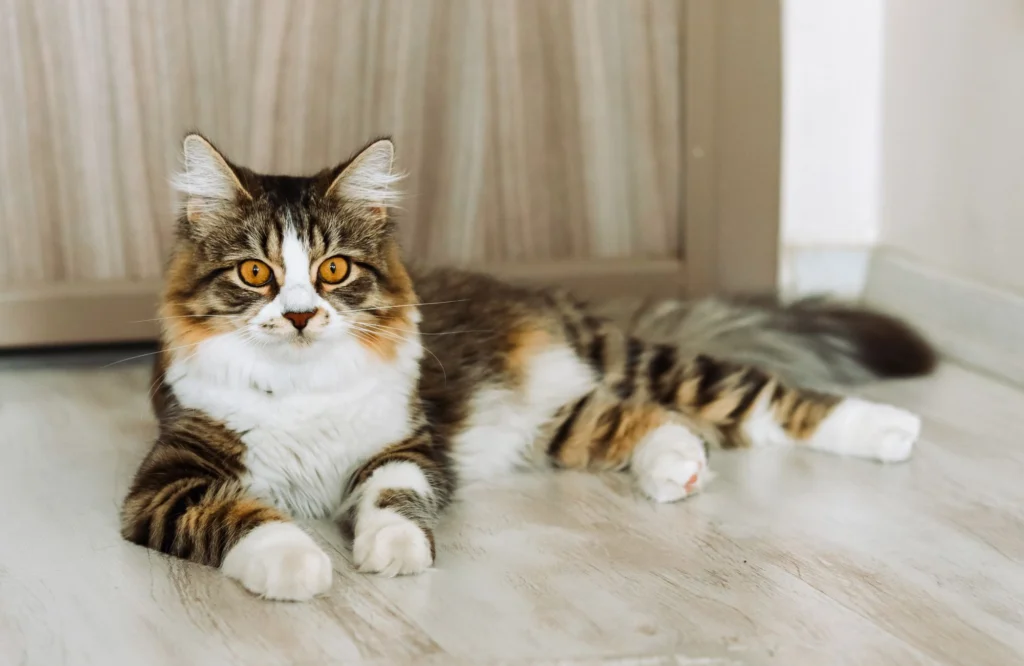 Long-haired tabby and white cat lying on the floor indoors