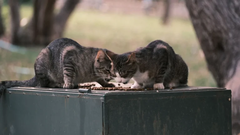 Feeding Multiple Cats in One Household: Stop Food Stealing and Fast Eating