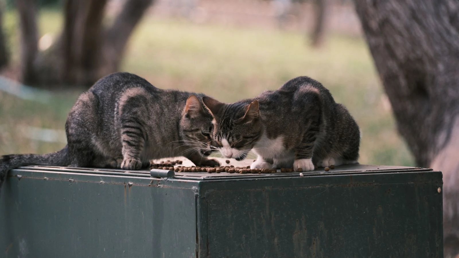 Feeding Multiple Cats in One Household: Stop Food Stealing and Fast Eating