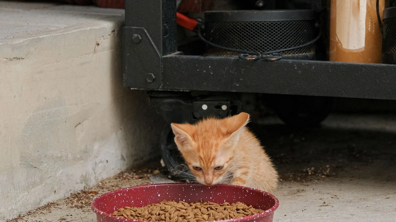 Kitten Slow Feeding Guide: Gentle Ways to Pace Your Kitten