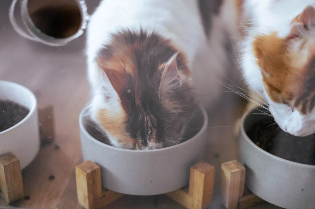 Are Raised Pet Bowls Bad for Dogs and Cats? What Vets Say About Elevated Feeders
