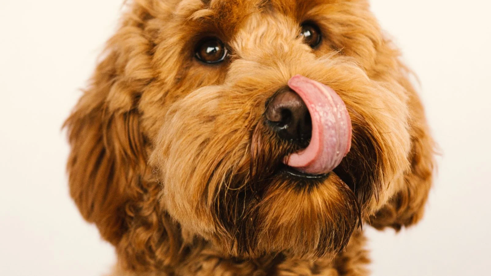 Best Lick Mat Toppings and Recipes (Vet-Safe Ideas Dogs Love)