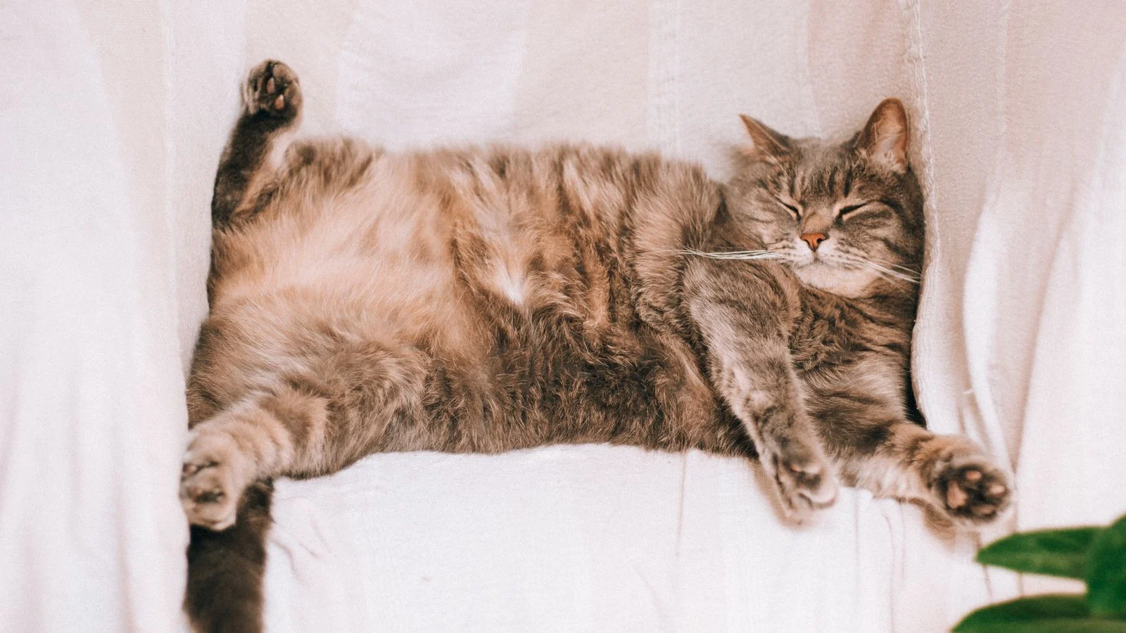 Helping an Overweight Cat Slim Down (Safely and Gently)