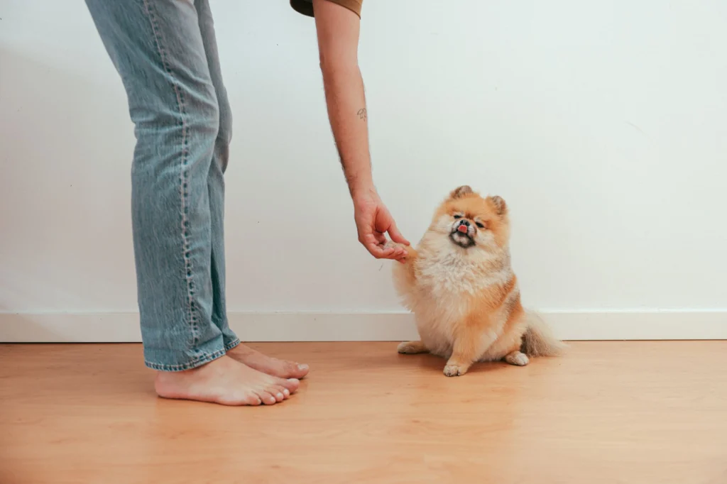 Owner giving a small treat to a Pomeranian sitting on the floor