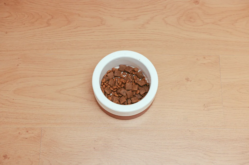 Winter Dog Feeding Guide: Does Your Dog Need More Food in Cold Weather?