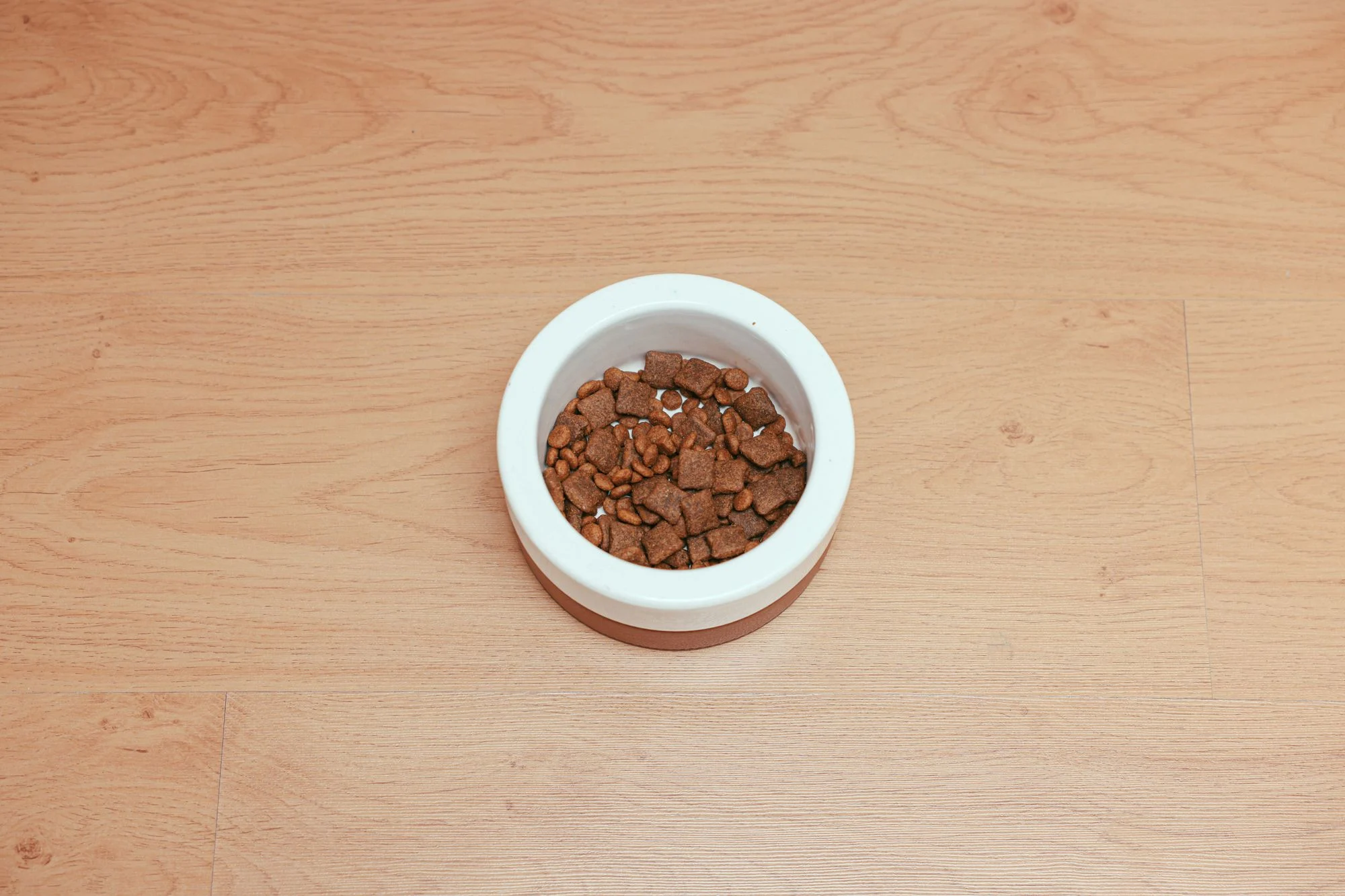 Winter Dog Feeding Guide: Does Your Dog Need More Food in Cold Weather?