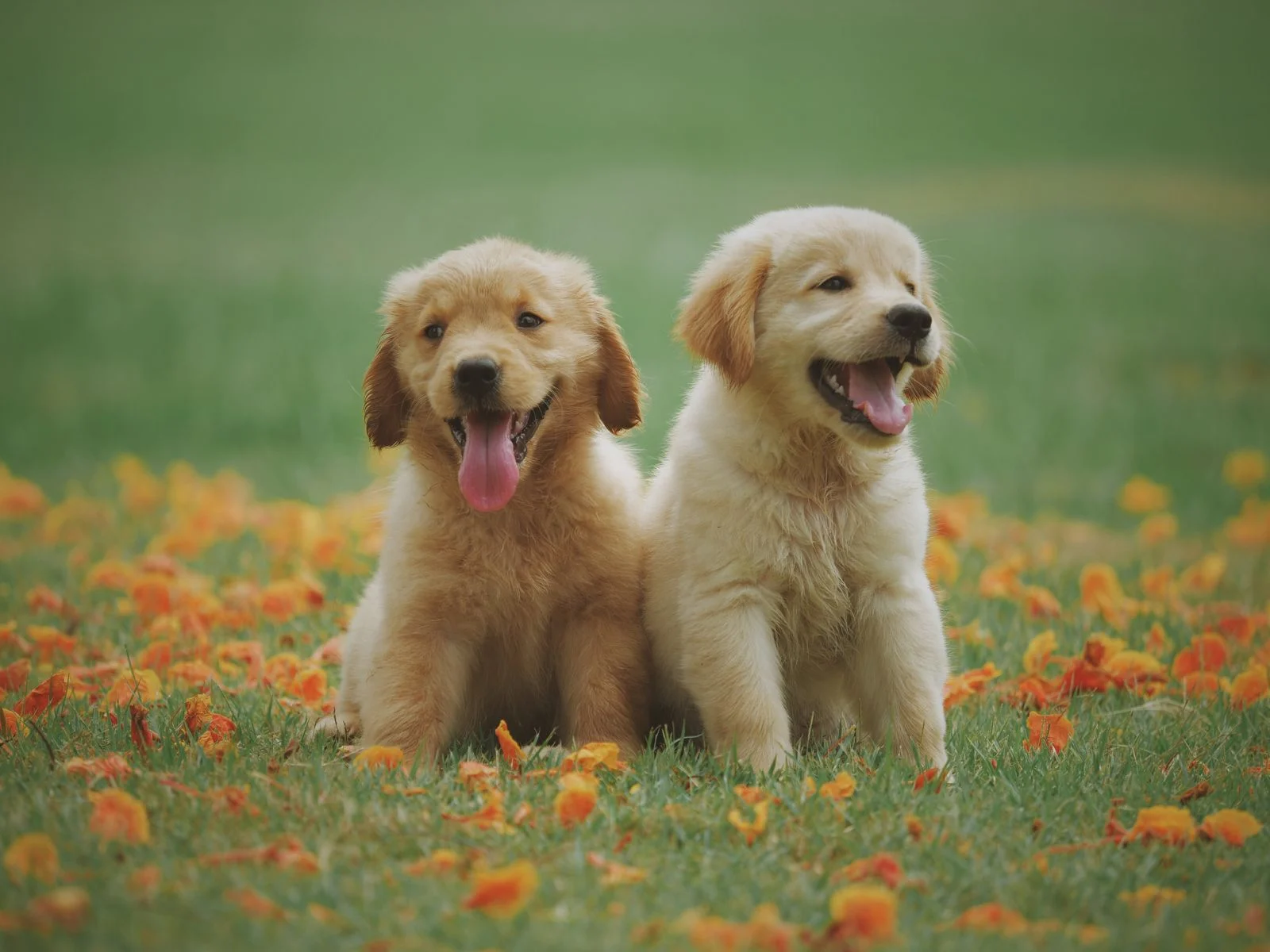 Best Slow Feeders for Small Dogs and Puppies (2026)