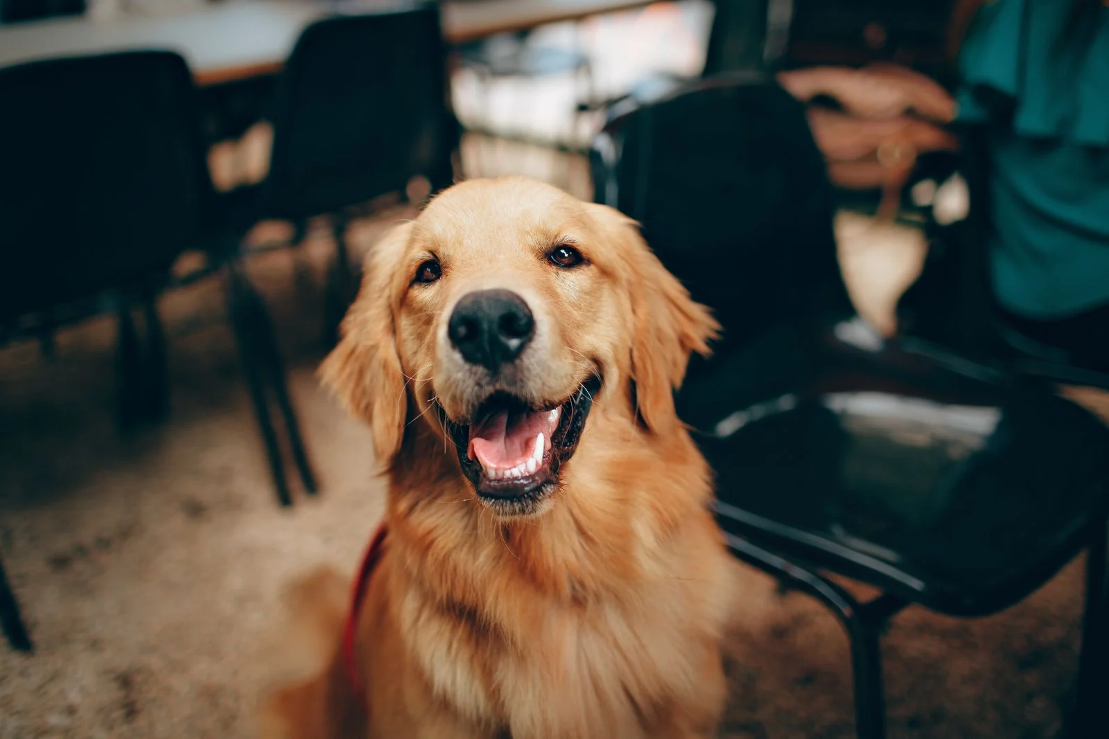 Best Slow Feeders for Large Dogs (2026 Guide)