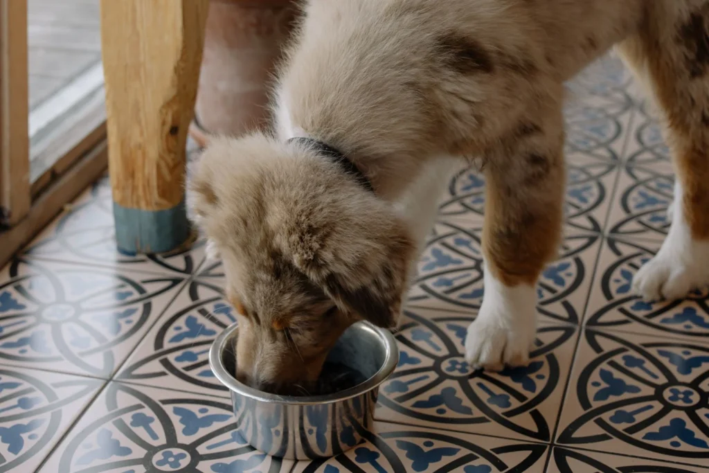 Do Slow Feeders Really Prevent Bloat in Dogs?
