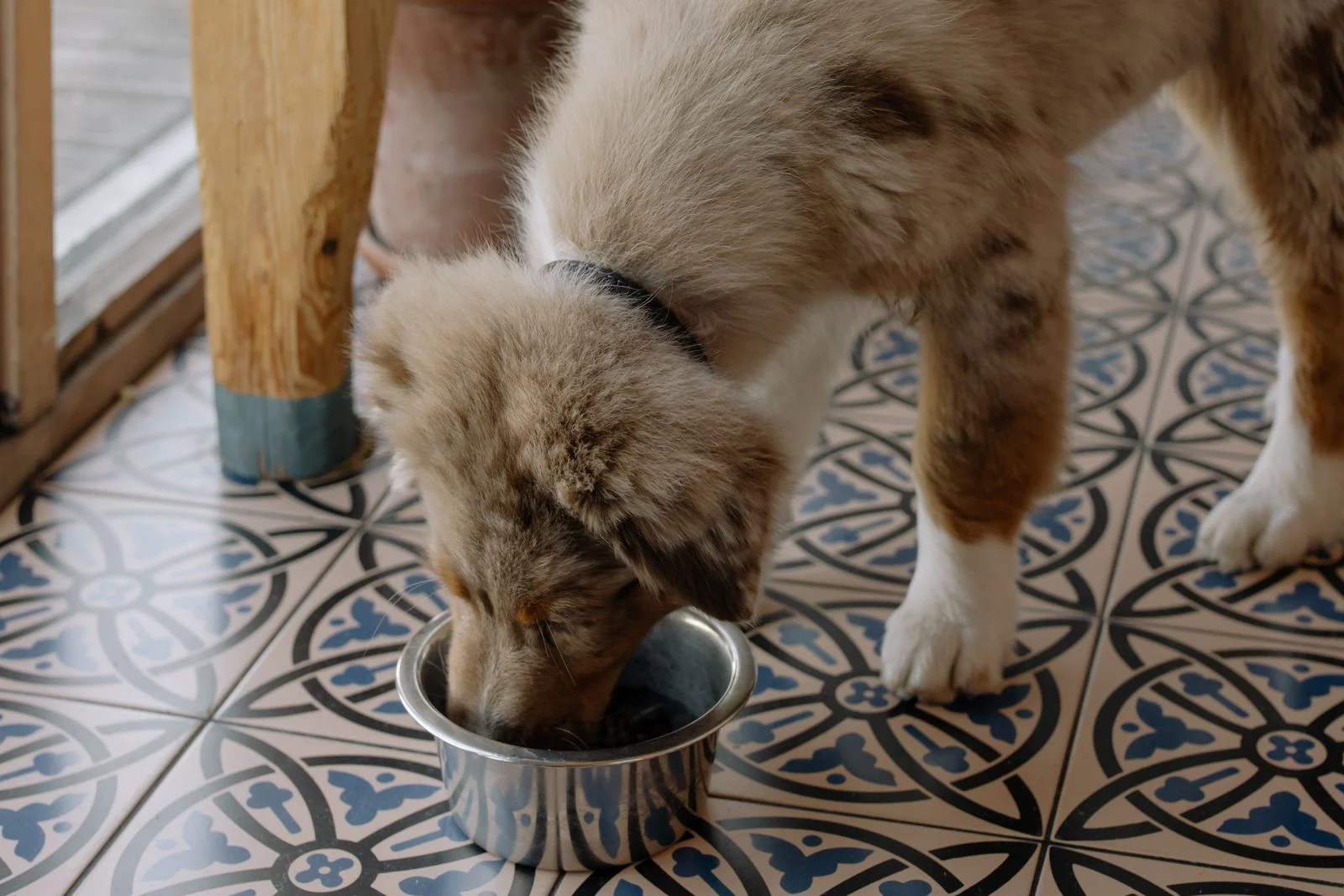 Do Slow Feeders Really Prevent Bloat in Dogs?