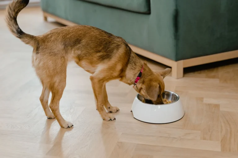 The Complete Guide to Slow Feeder Bowls for Dogs (2026)