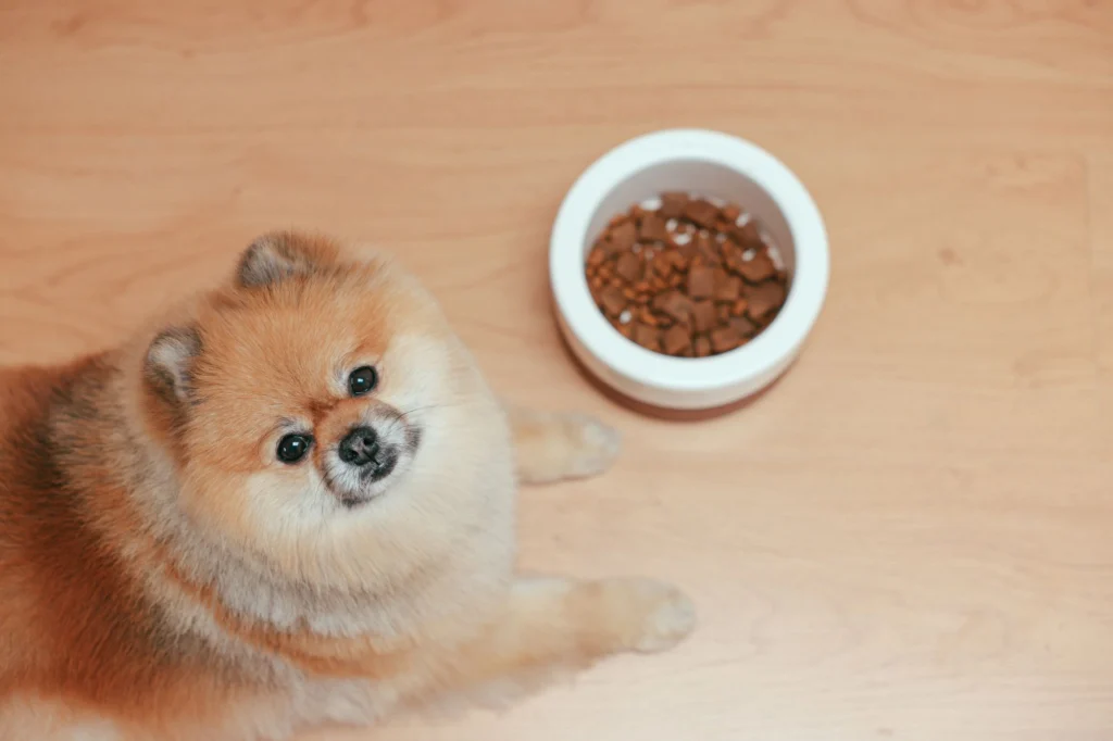Small Pomeranian lying next to a bowl of kibble on a wooden floor