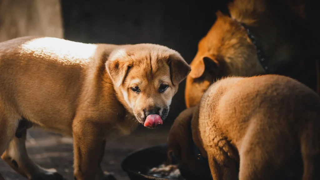 Slow Feeders for Puppies: When to Start and How to Choose