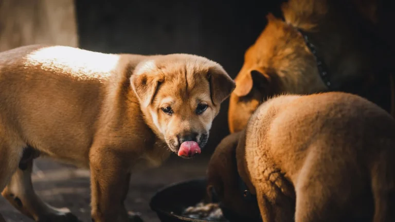 Slow Feeders for Puppies: When to Start and How to Choose