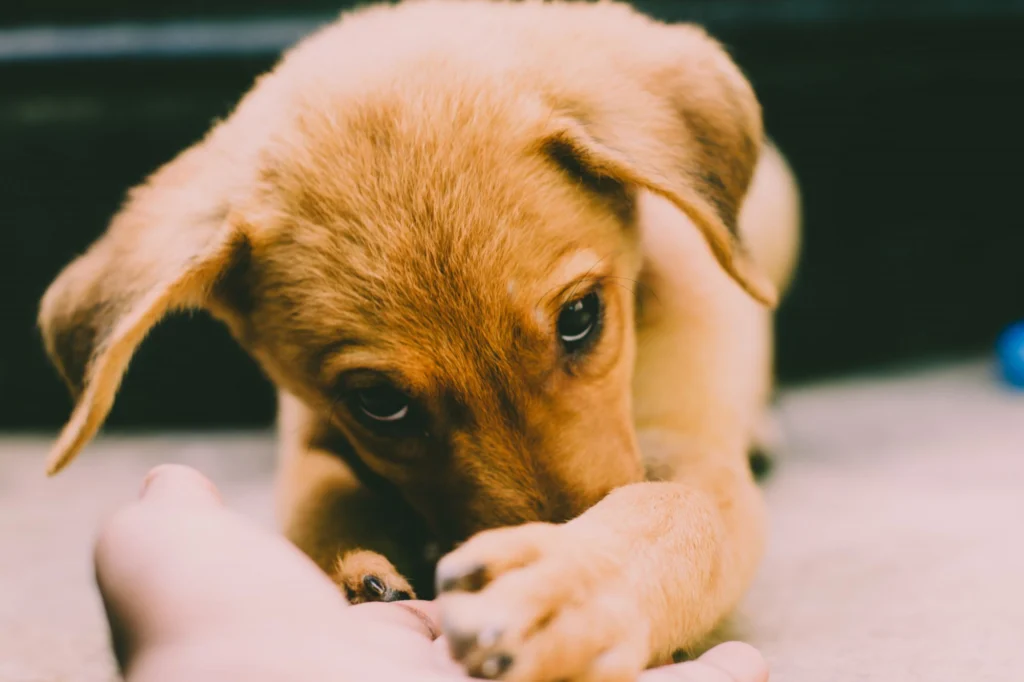Young brown puppy lying on the floor beside its owner