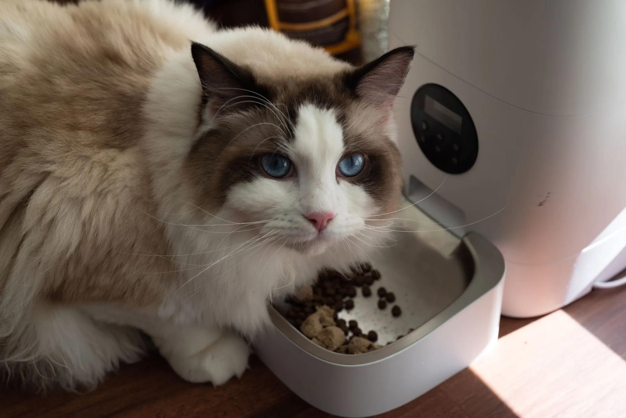 Whisker Fatigue in Cats: Why Bowl Shape Matters at Mealtime